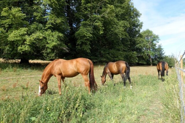 "Confagricoltura: Il Cavallo Come Risorsa Agricola Fondamentale"