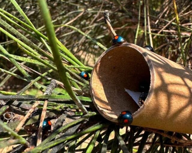"CREA: Pini, l'arma segreta contro la cocciniglia tartaruga"