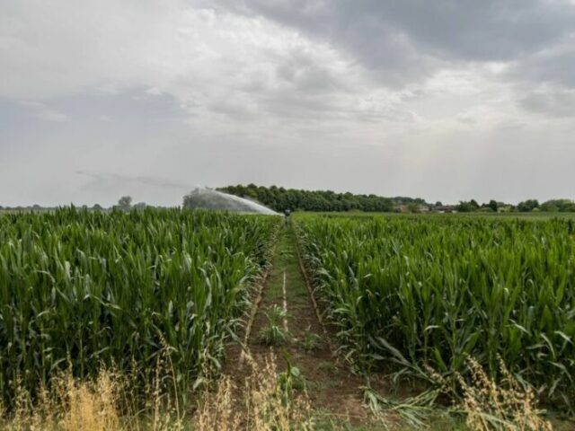 "Danni agricoli in Italia: caldo estremo e siccità sopra i 3 miliardi"