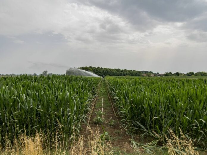 "Danni agricoli in Italia: caldo estremo e siccità sopra i 3 miliardi"