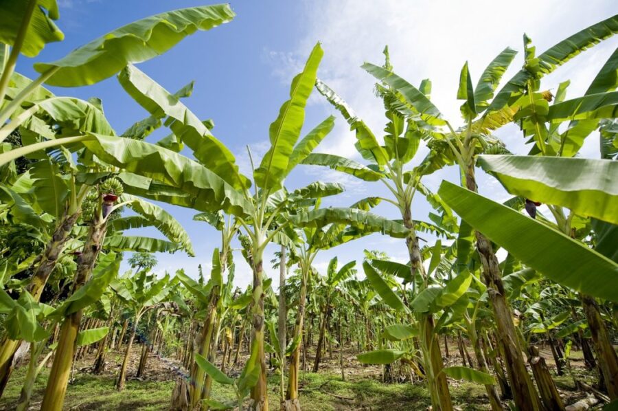 "Filippine: Sicurezza alimentare in aumento con controlli rigidi"
