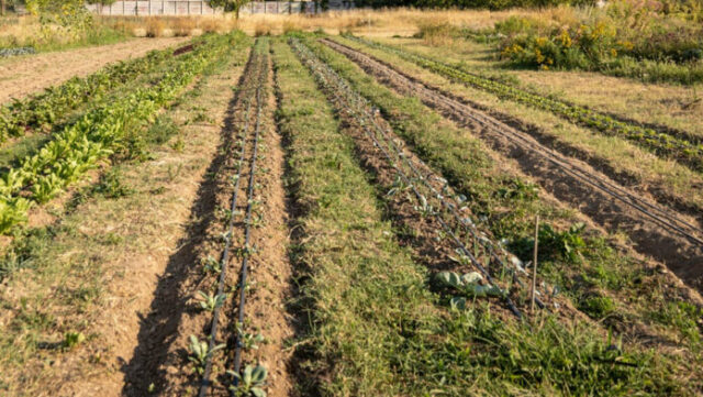 "Liguria investe 1 milione in innovazione agricola: bando SRG01"