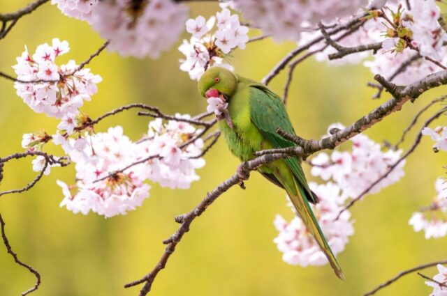 "Roma: Aumento di specie aliene invasive, allerta agronomi!"