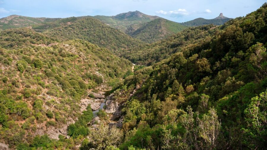 Sardegna: 22,2 mln per tutelare boschi e natura!