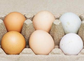 Uova bianche vs marroni: quale scegliere? Scopri la verità!