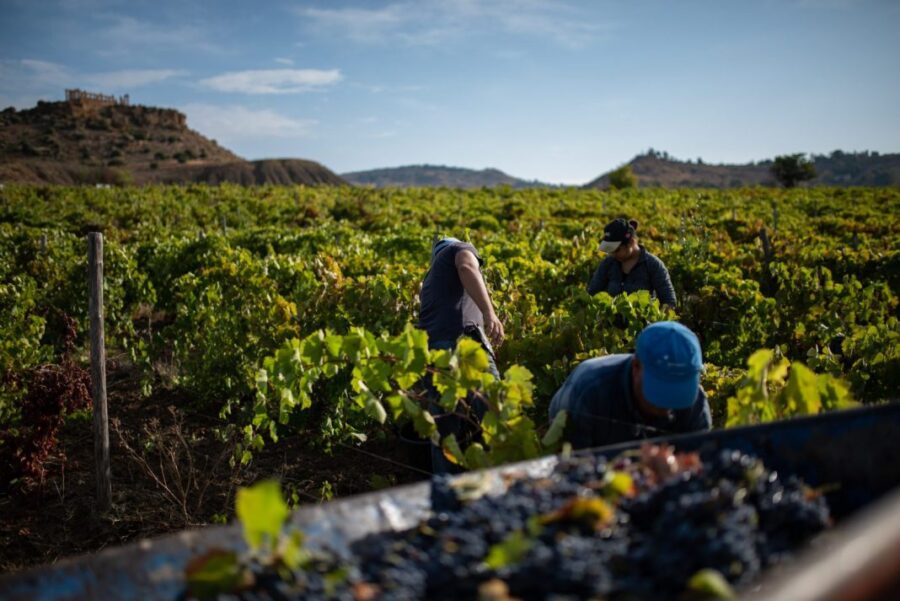 "Vendemmia 2026 in Sicilia: un viaggio di 100 giorni nel gusto"