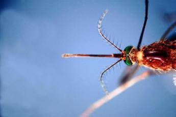 "West Nile: Primo caso 2026 in Abruzzo, 85enne sta bene!"