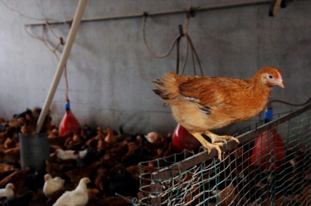 "Zootecnia: EU attiva riserva di crisi, l'appello di Confagricoltura"