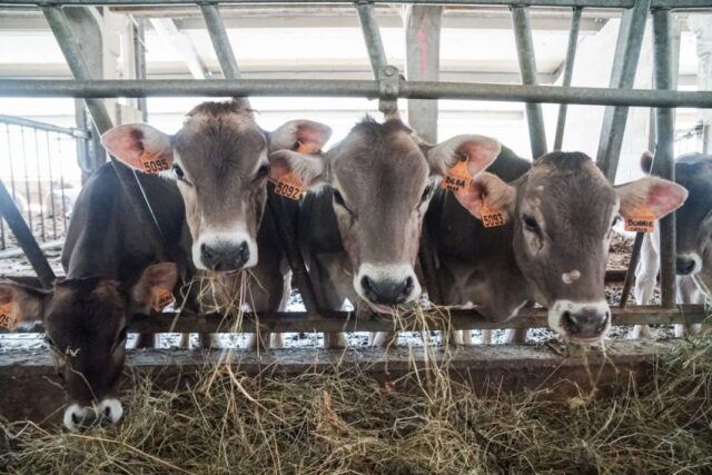 "32 Milioni dalla Lombardia per 115 Aziende Agricole Eco-Friendly"