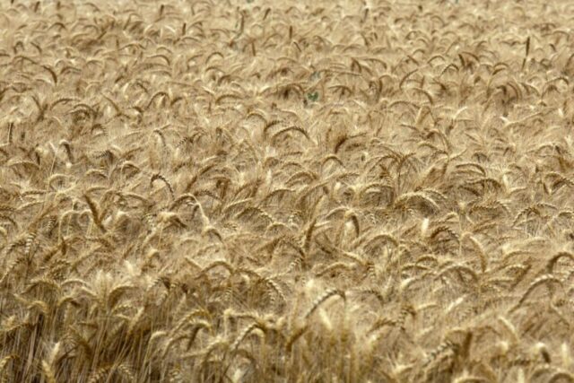 "Allerta Confagricoltura: Grano duro italiano a rischio sovranità"