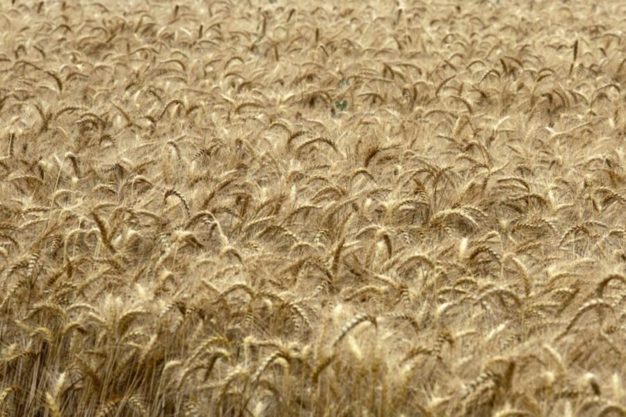 "Allerta Confagricoltura: Grano duro italiano a rischio sovranità"