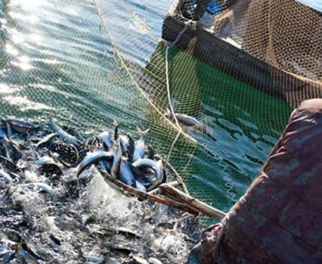 "Credito d’imposta per pesca: 1.937 istanze approvate!"