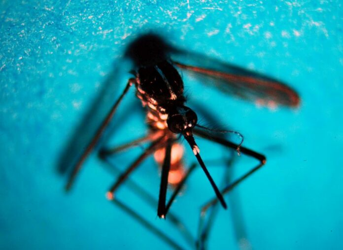 "Dengue e West Nile Virus in Italia: allerta contagi 2026"