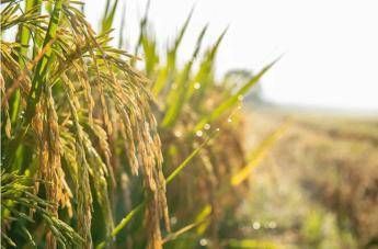 "Ismea Rivoluziona il Settore Agroalimentare: Addio ai Bandi!"