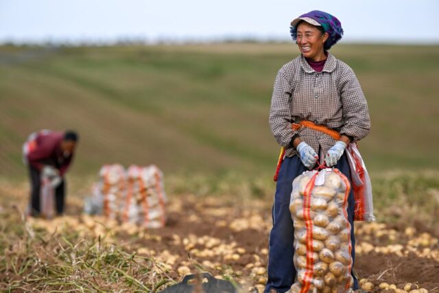 "Raccolto cereali: Cina punta a un 2026 da record!"