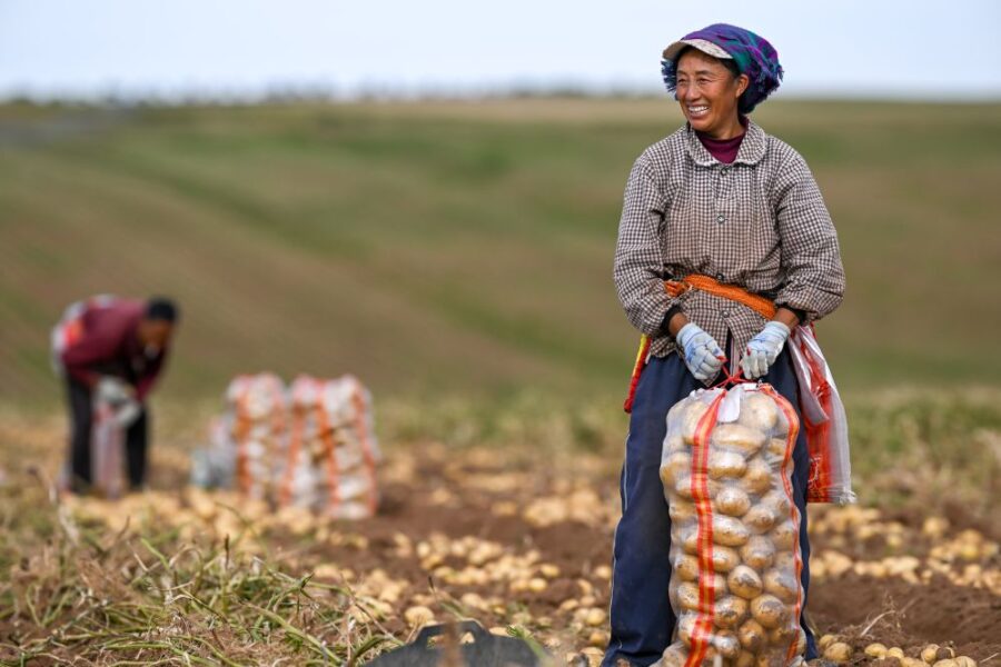 "Raccolto cereali: Cina punta a un 2026 da record!"