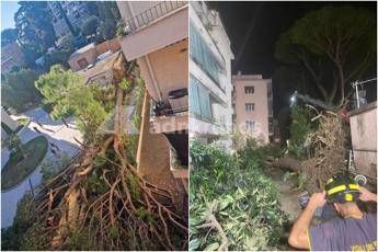 "Roma: Caduta di un Pino Secolare Blocca Residenti in Salaria"