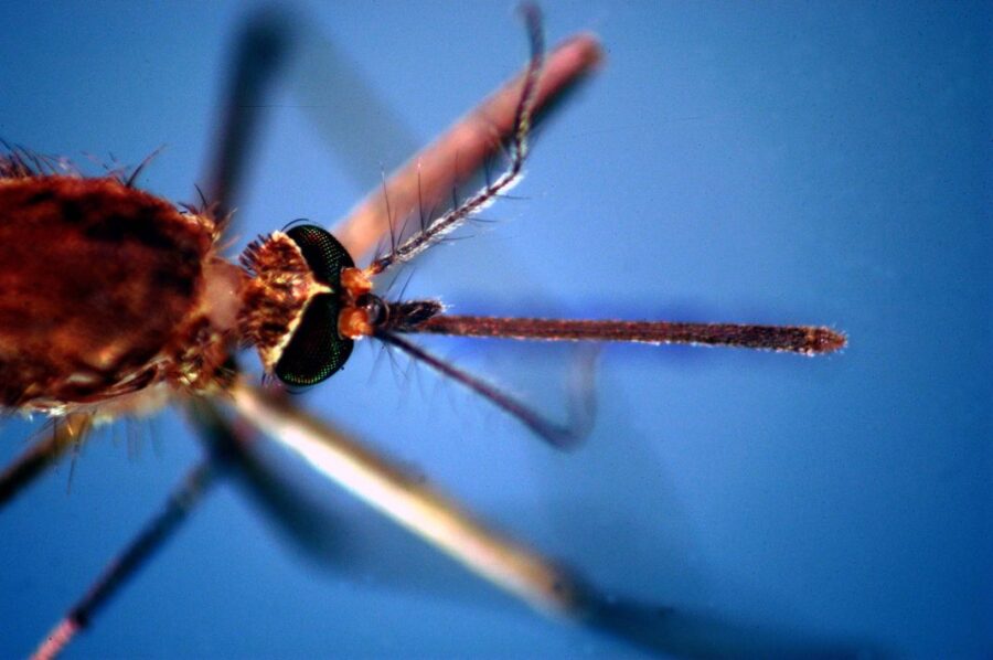 "Virus allerta: 657 casi di West Nile e 294 di Dengue nel 2023"