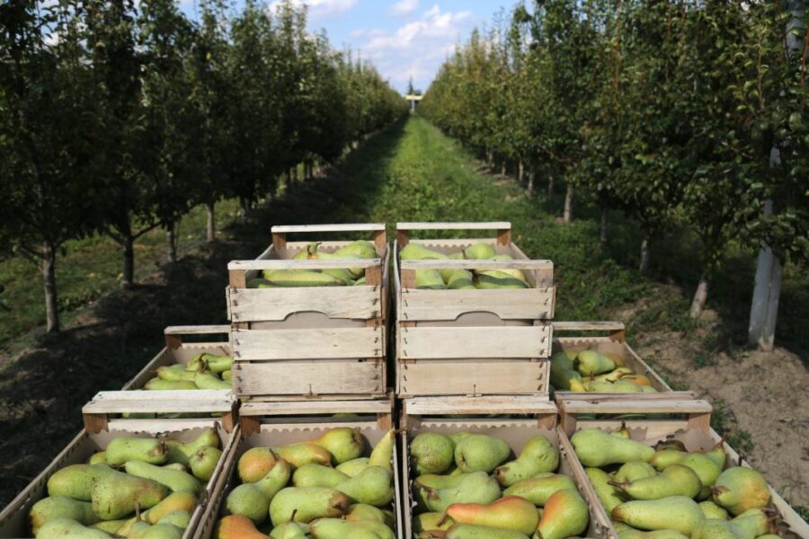 "11 Milioni dal MASAF per Pera e Kiwi: Ecco i Dettagli!"