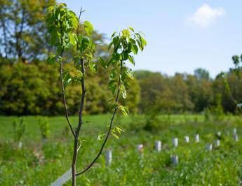 "Atlante delle Foreste: 3,7 milioni di alberi piantati nel 2025!"
