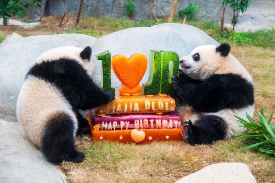 Ocean Park Hong Kong: 50 anni di novità imperdibili!