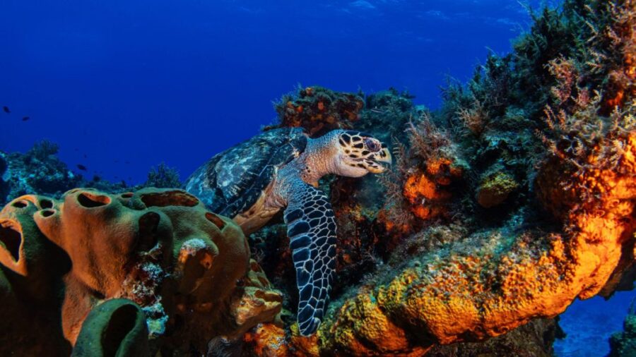 "Ottimi Siti 'Natura 2000' in Mare: Nascono Otto Nuove Aree"