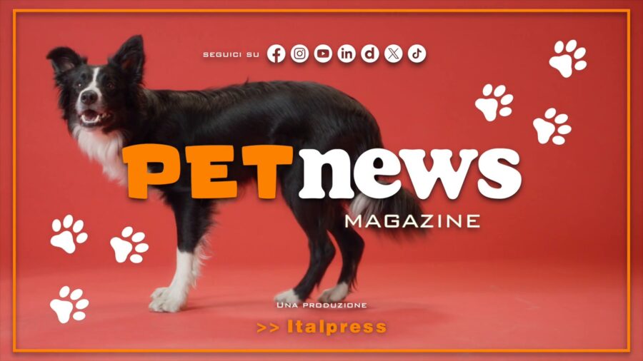 PetNews Magazine - 12/10/2026
