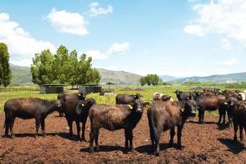 "Sorrento ospita il World Buffalo Congress: 20 anni dopo!"