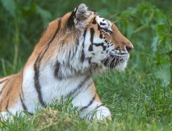 Tigre allo zoo: tragedia in Yorkshire, visitatore sbranato!
